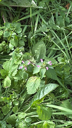 red deadnettle
