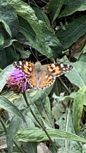 Painted Lady