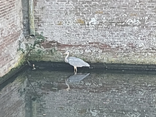 Grey Heron