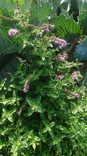 spearmint
