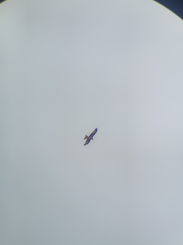 Red Kite