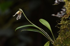 Masdevallia mutica
