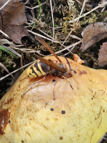 European Hornet