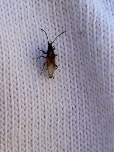 Lime seed bug