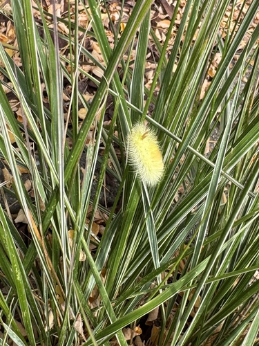 Pale Tussock Moth