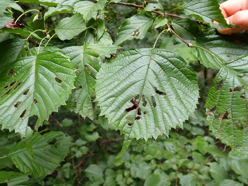 Euptelea polyandra observed 2026-09-25