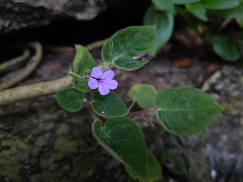 Tribounia venosa