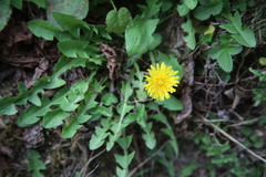 Taraxacum albidum
