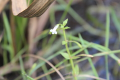 Lindernia parviflora