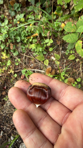 Sweet Chestnut
