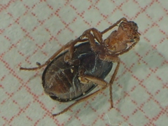 Brachinus sclopeta