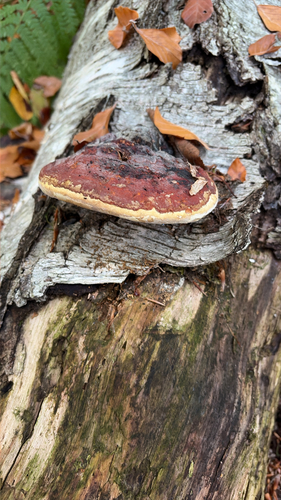 Red-banded Polypore