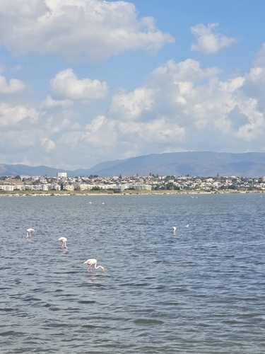 Greater Flamingo