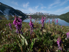 Hedysarum hedysaroides