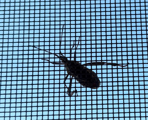 Western Conifer Seed Bug