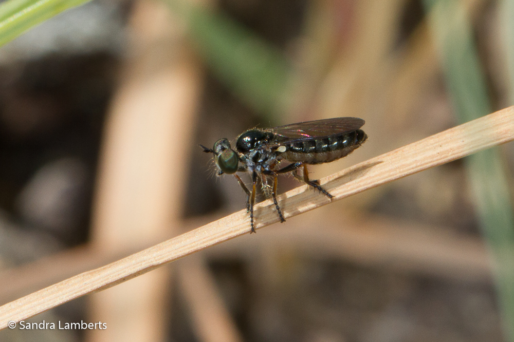Goneccalypsis gooti