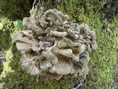 hen of the woods