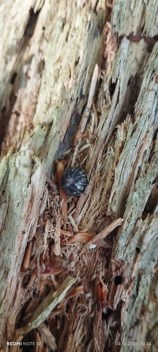 Common Pill Woodlouse