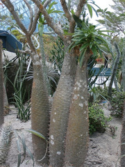 Pachypodium lamerei