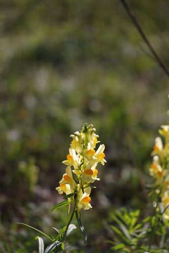common toadflax