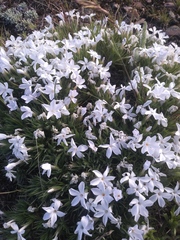 Phlox missoulensis