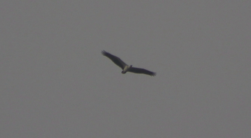 White-bellied Sea-Eagle
