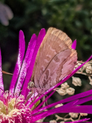 Geranium Bronze