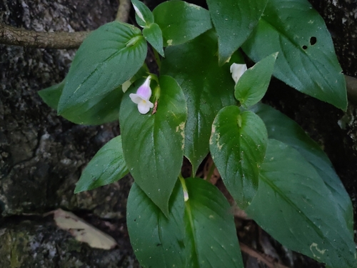 Microchirita tubulosa