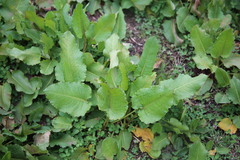 Rumex nepalensis