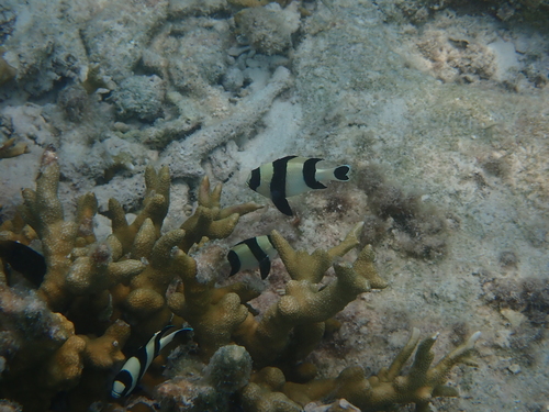 Dascyllus melanurus observed 2026-09-23