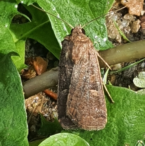 Square-spot Rustic