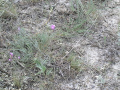 Astragalus subuliformis