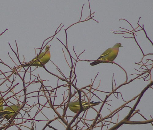 Orange-breasted Green-Pigeon