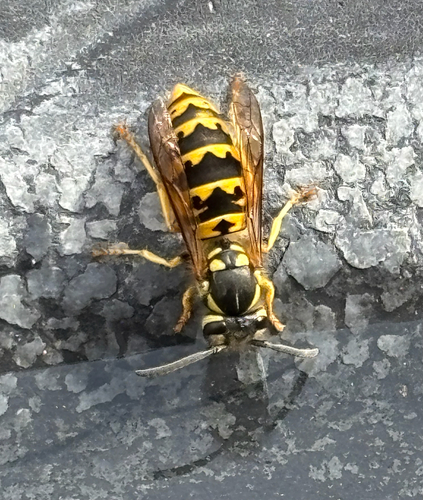 German Yellowjacket