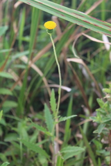 Crassocephalum picridifolium