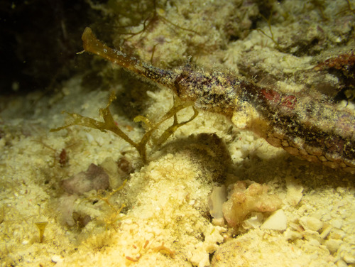 Halicampus macrorhynchus observed 2026-10-04