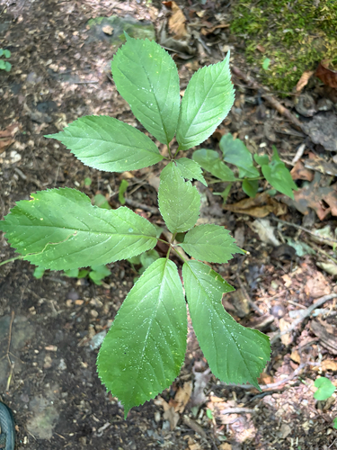 American ginseng