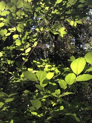 Calycanthus occidentalis