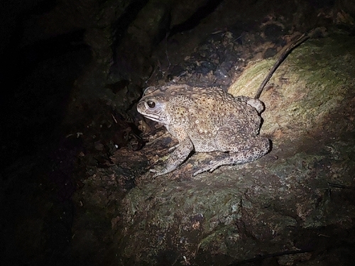 Asian Common Toad