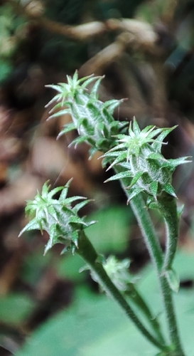 Saussurea sinuatoides observed 2026-09-25