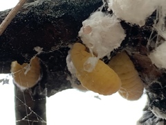 Marchalina hellenica