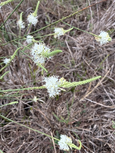 False Gaura