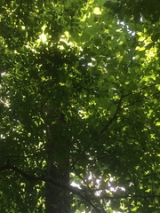 Tilia americana caroliniana