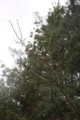 Hippophae rhamnoides