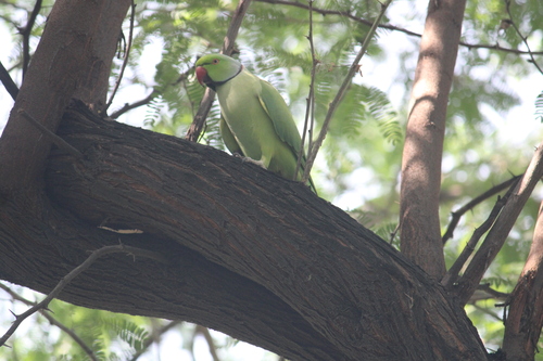 Rose-ringed Parakeet