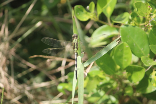 Slender Skimmer