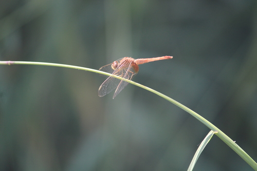 Scarlet Skimmer