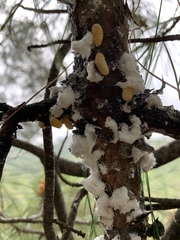 Marchalina hellenica