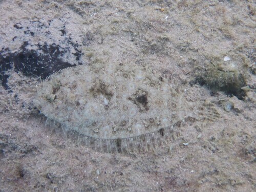 Bothus pantherinus observed 2026-10-03