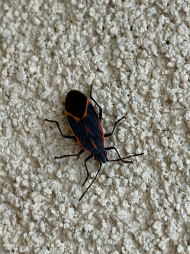 Eastern Boxelder Bug